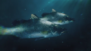 New Sydney Fish Markets